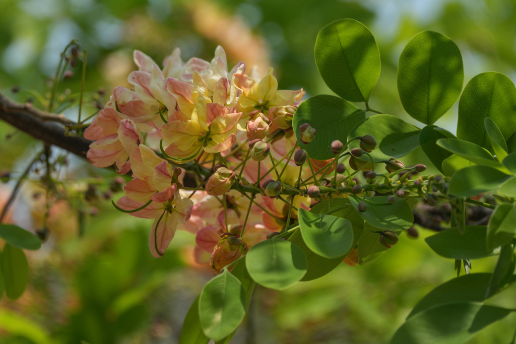 Cassia × nealiae