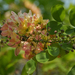 Rainbow Shower Tree - Photo (c) Татьяна Химера, some rights reserved (CC BY-NC), uploaded by Татьяна Химера