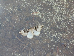 Xanthorhoe convallaria