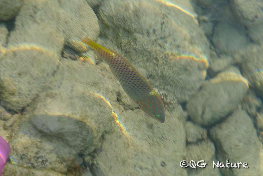 Checkerboard wrasse