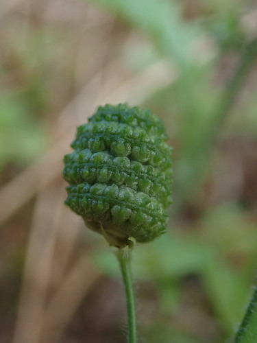 Southern medick (Medicago turbinata)