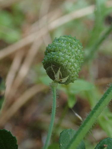 Image of Medicago turbinata by (c) Daniel Cahen, some rights reserved (CC BY)