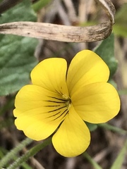 Viola purpurea quercetorum