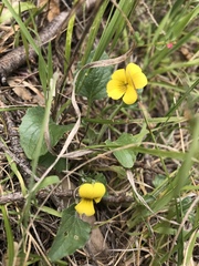 Viola purpurea quercetorum