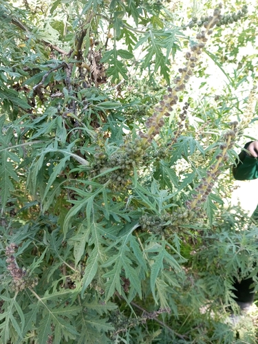 Image of Altamisa (Ambrosia arborescens) by (c) Esther Marisol Lovera, some rights reserved (CC BY)