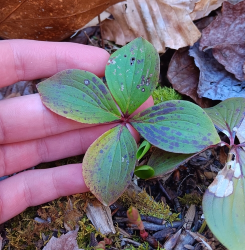 Canadian bunchberry