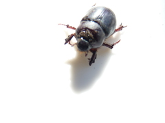 Temnorhynchus retusus