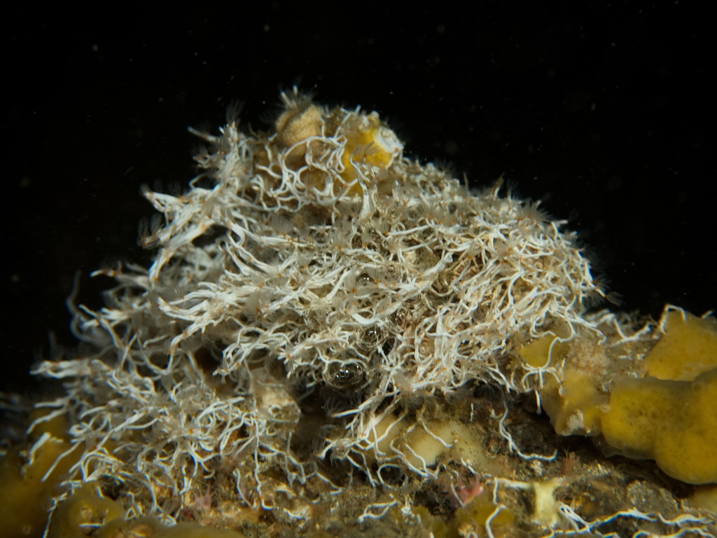 Photo of Cluster tubeworm (Salmacina dysteri)