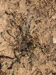 Plagiobothrys canescens canescens