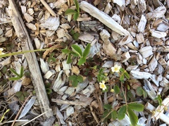 Fragaria vesca americana