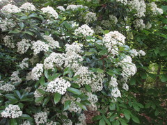 Photinia × fraseri