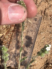 Plagiobothrys canescens canescens