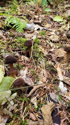 Nordrum Lake Trail