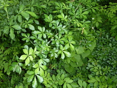 Eleutherococcus sieboldianus