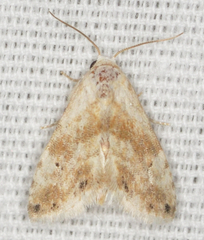 Eublemma minima