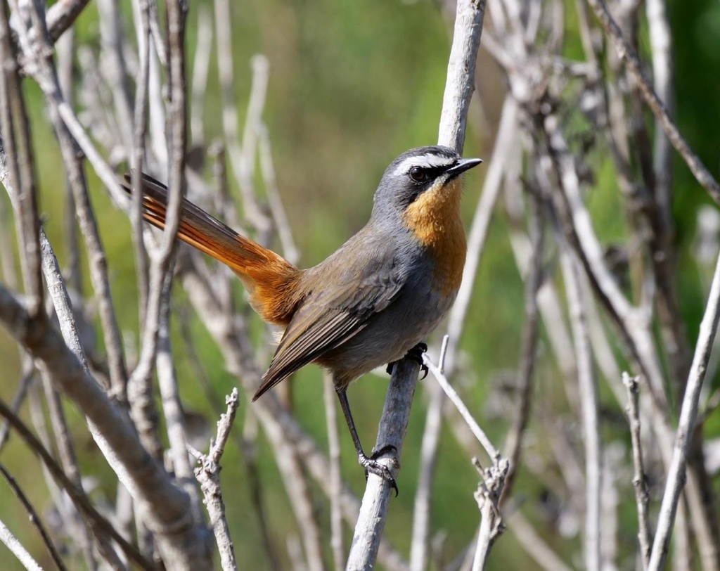 Southern Cape Robin-Chat from Knysna, Knysna, WC, ZA on April 26, 2024 ...