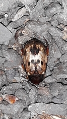Anomala undulata