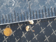 Plagiobothrys canescens canescens