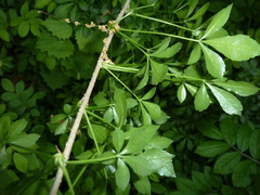 Eleutherococcus sieboldianus