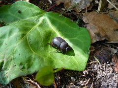 Temnorhynchus retusus
