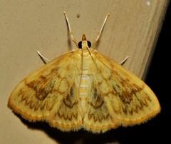 Crocidophora serratissimalis