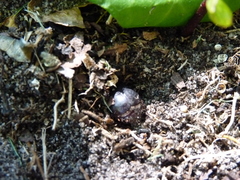 Temnorhynchus retusus