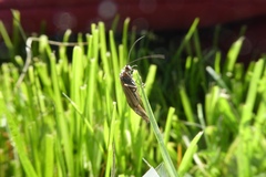 Pterygota