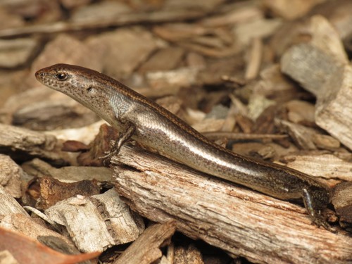 Dark-flecked Garden Sunskink
