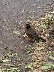Turdus migratorius