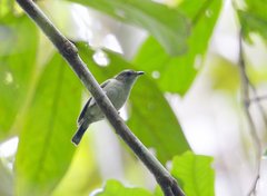 Black Berrypecker photo 2