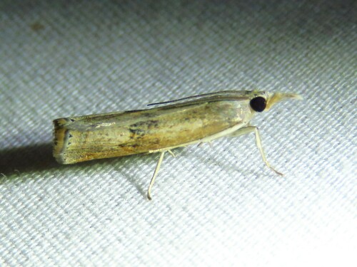 Bluegrass Webworm Moth photo 6