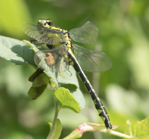 Common Clubtail photo 5