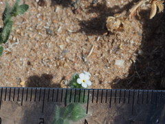 Plagiobothrys canescens canescens