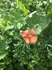 Papaver dubium lecoqii
