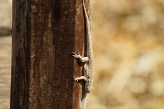 Tropical Tree Lizard photo 5