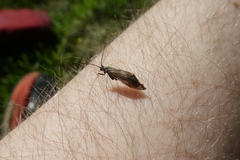 Pterygota
