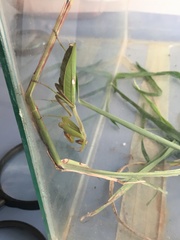 Stagmatoptera hyaloptera