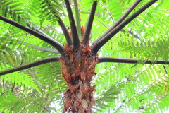 Cyathea delgadii