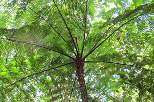 Cyathea delgadii, photograph 5