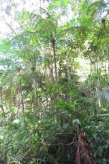 Cyathea delgadii, photograph (c) Jonathan Lorencetti Ehlert, some rights reserved (CC BY-SA)