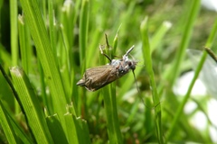 Pterygota