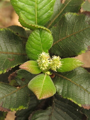 Weinmannia rollottii