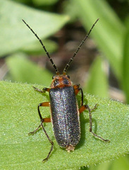 Atalantycha bilineata