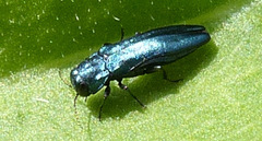 Agrilus cyanescens