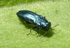 Agrilus cyanescens