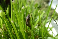 Pterygota