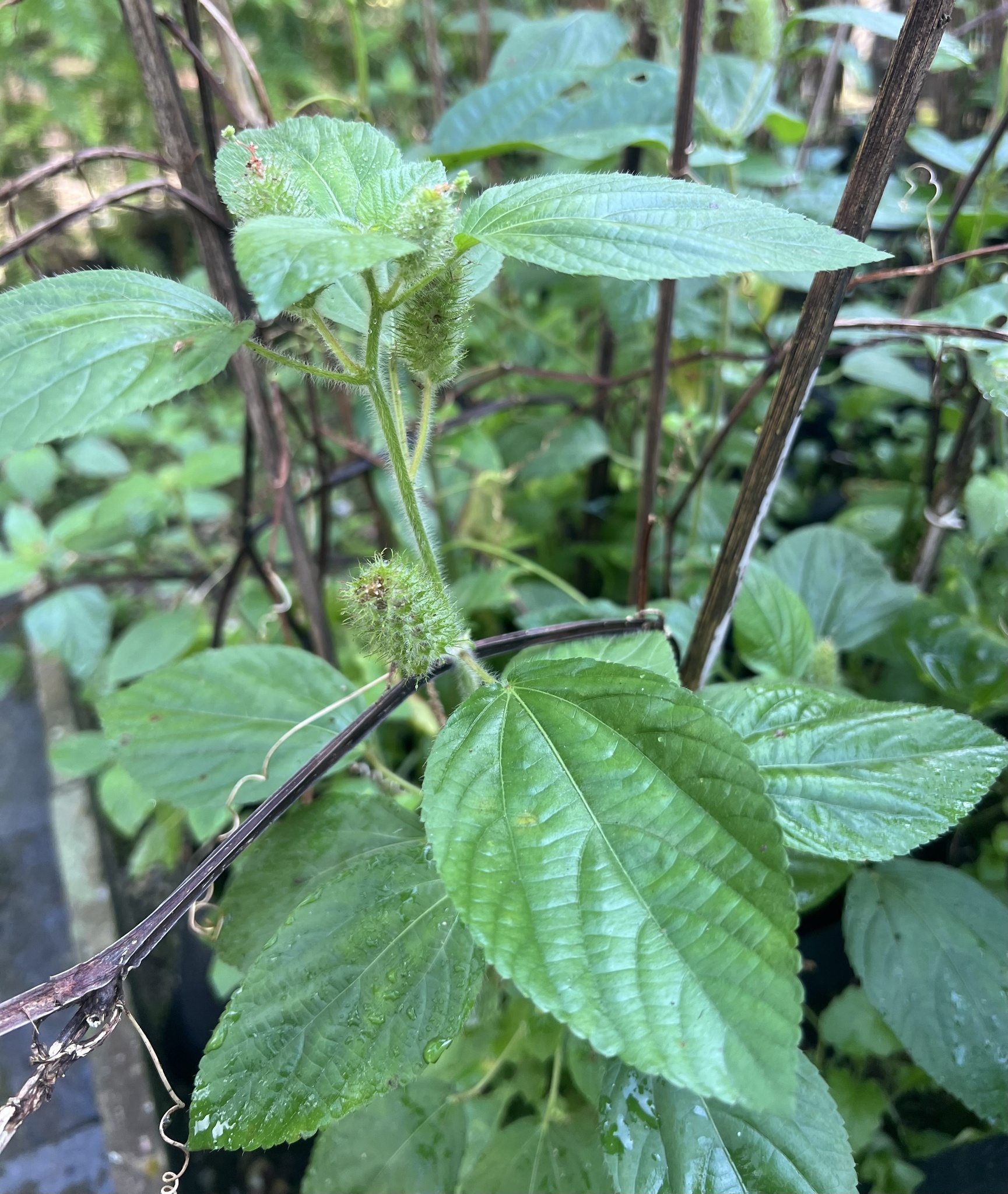 Acalypha arvensis 4