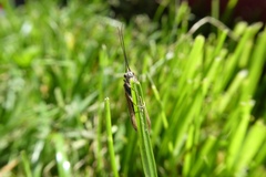 Pterygota