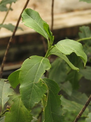Ageratina tinifolia
