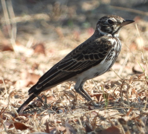 Dusky Lark (Pinarocorys nigricans), photo 4